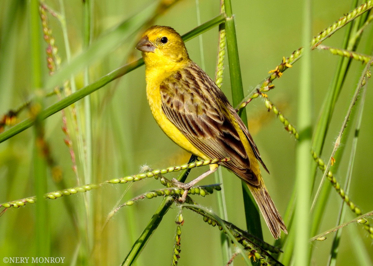 Grassland Yellow-Finch - ML471116141