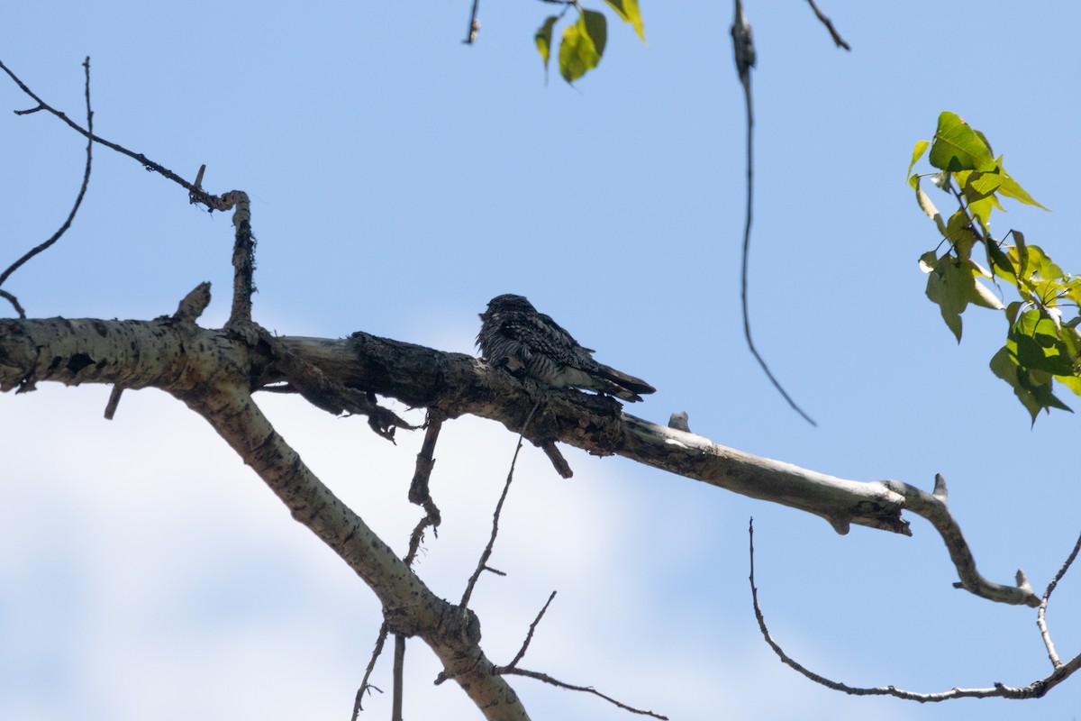 Common Nighthawk - ML471116201