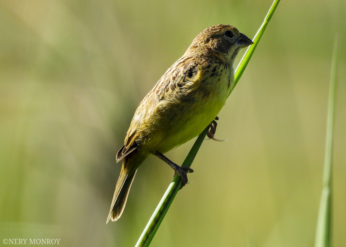 Grassland Yellow-Finch - ML471116221