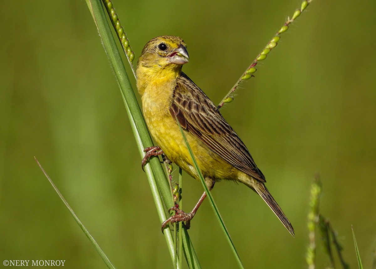 Grassland Yellow-Finch - ML471116231