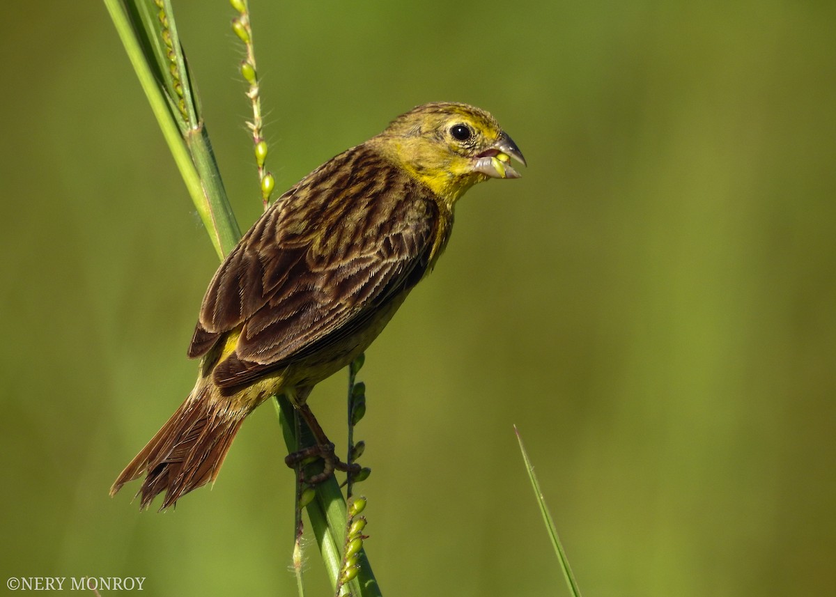 Grassland Yellow-Finch - ML471116241