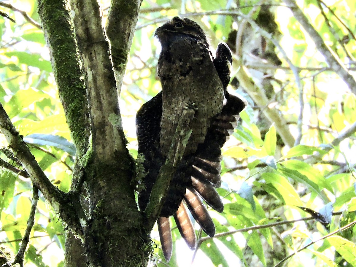 Common Potoo - ML471116271