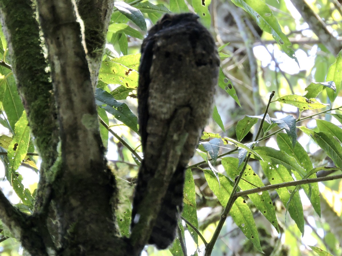 Common Potoo - ML471116281