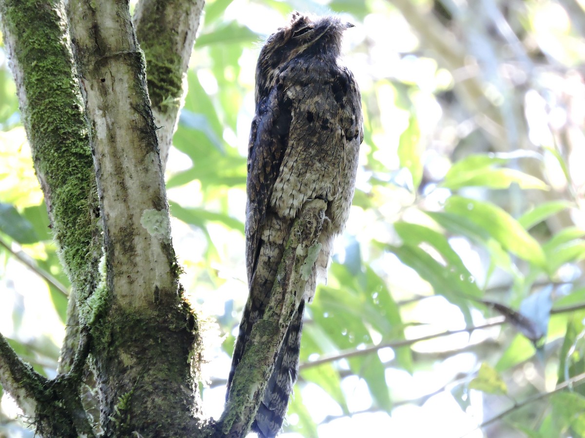 Common Potoo - ML471116291