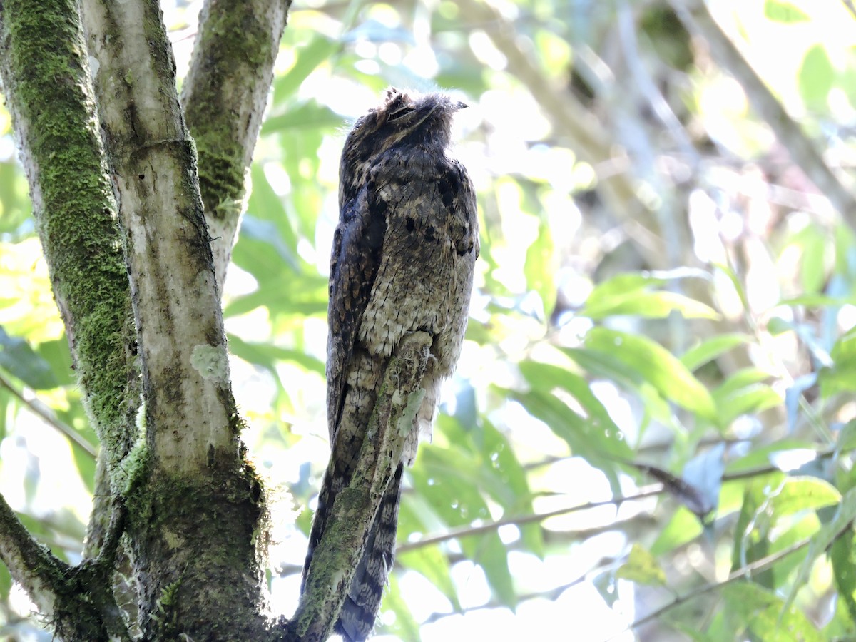 Common Potoo - ML471116301