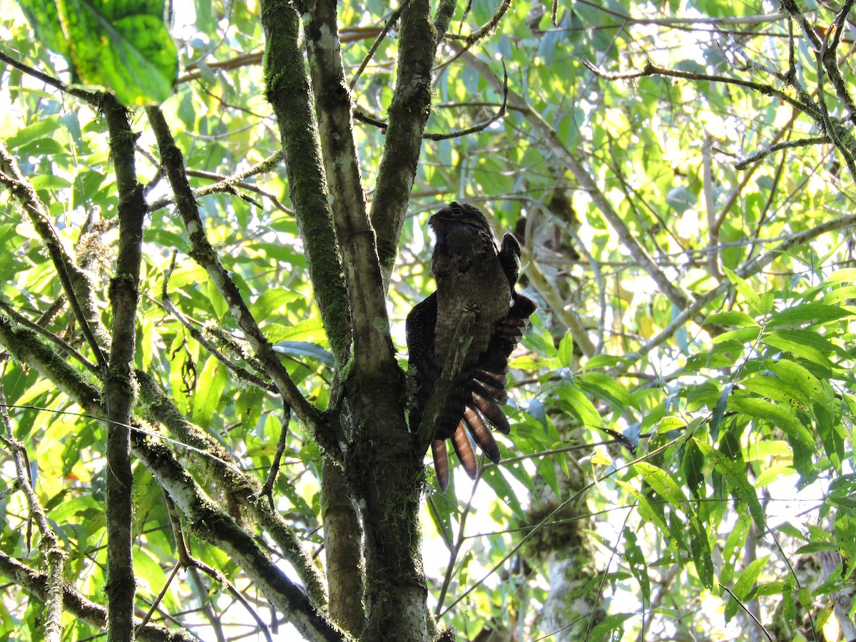 Common Potoo - ML471116311