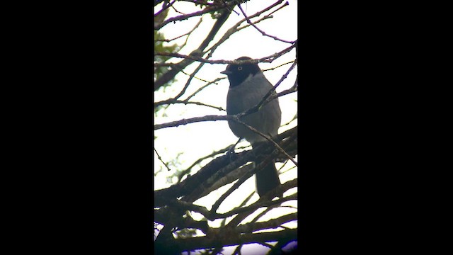 Black-headed Hemispingus - ML471116541