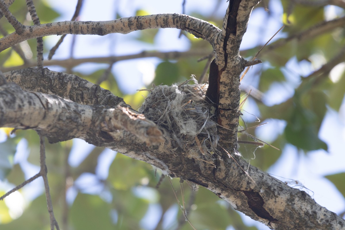 Western Wood-Pewee - ML471116931