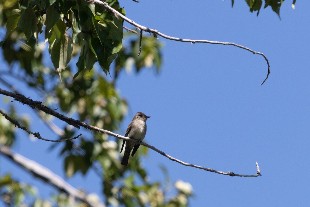 Western Wood-Pewee - ML471116941