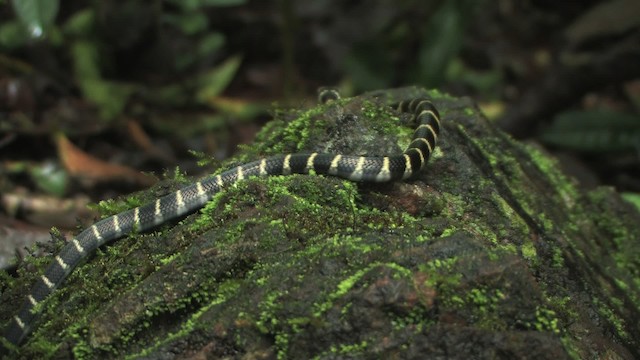 Cobra reale - ML471117