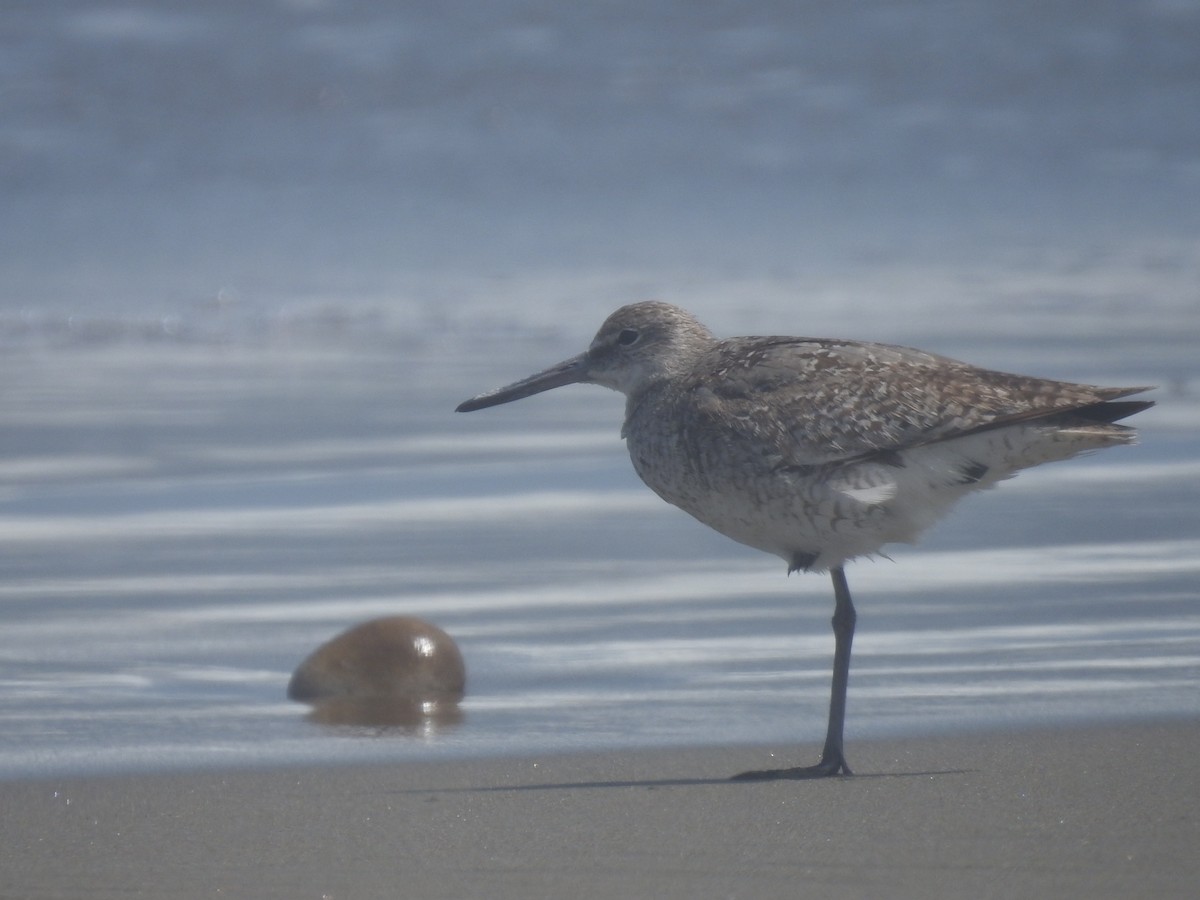 Willet - ML471117201