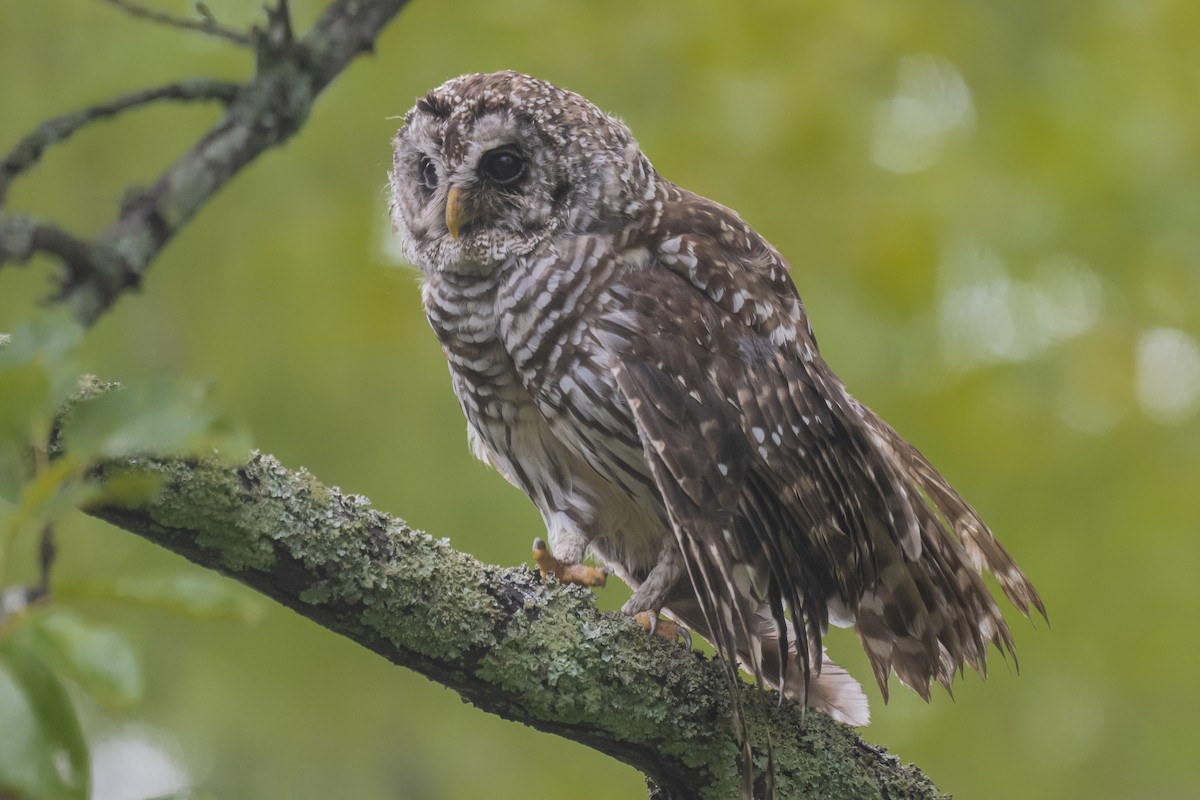 Barred Owl - ML471117421