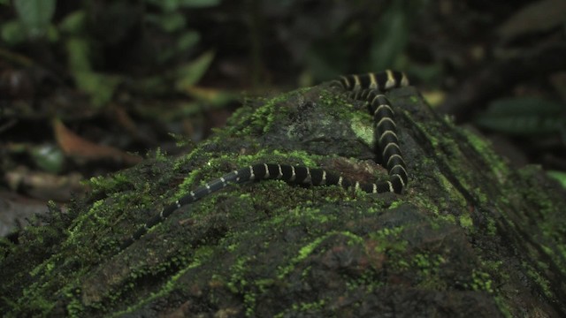 King Cobra - ML471118