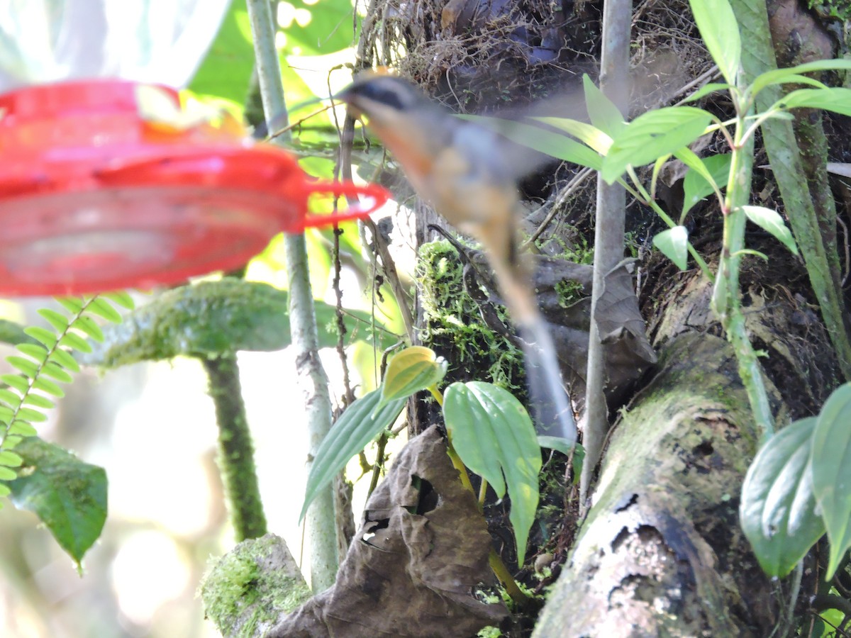 Tawny-bellied Hermit - ML471118371