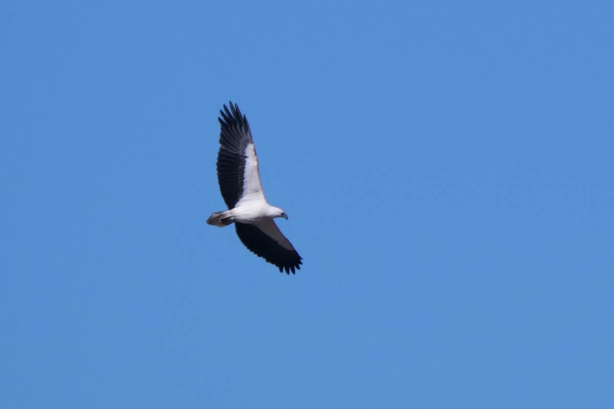 White-bellied Sea-Eagle - ML471119301