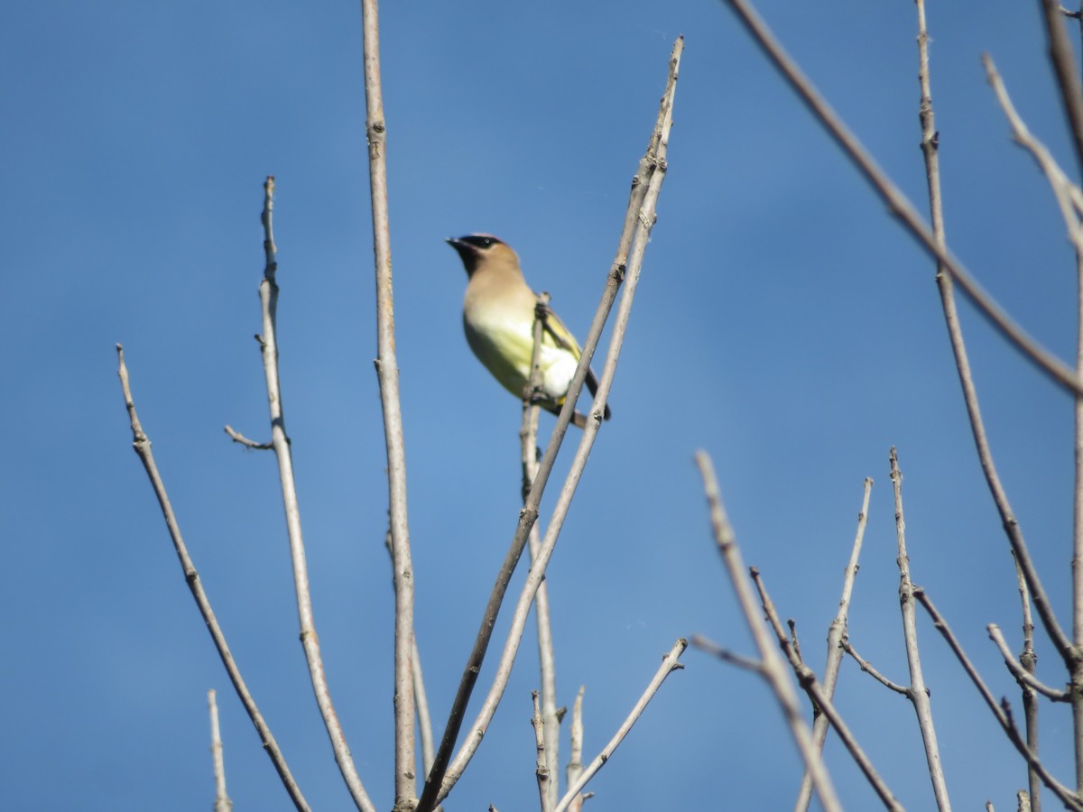 Cedar Waxwing - ML471119591