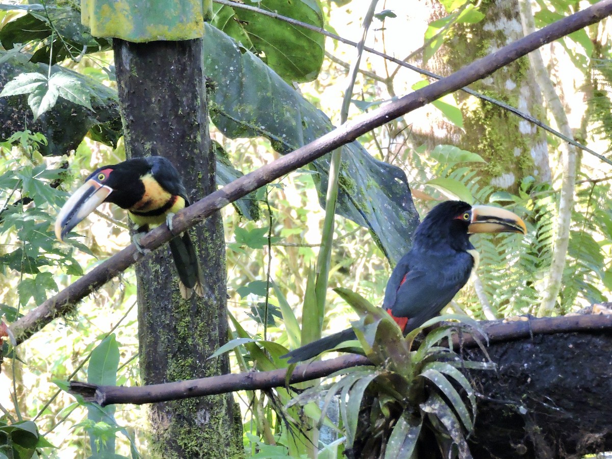 Collared Aracari - ML471119611