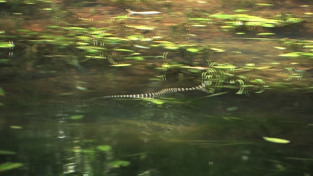 眼鏡王蛇 - ML471120