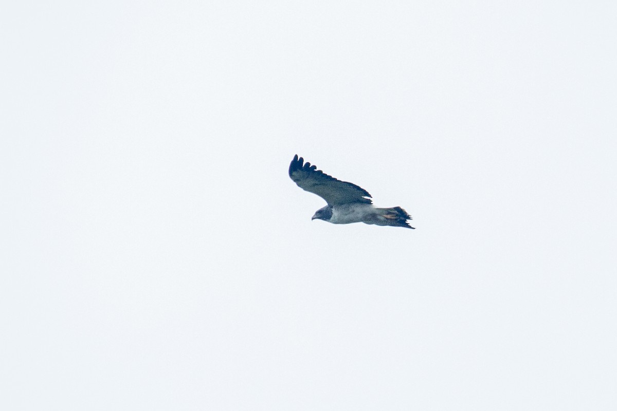 White-tailed Hawk - Francisco Russo