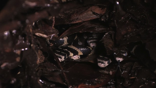 Cobra reale - ML471121