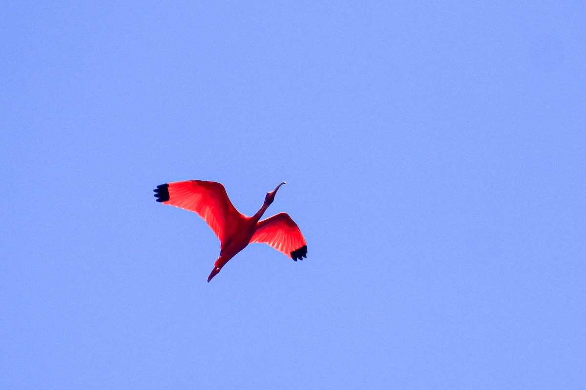 ibis rudý - ML471121241
