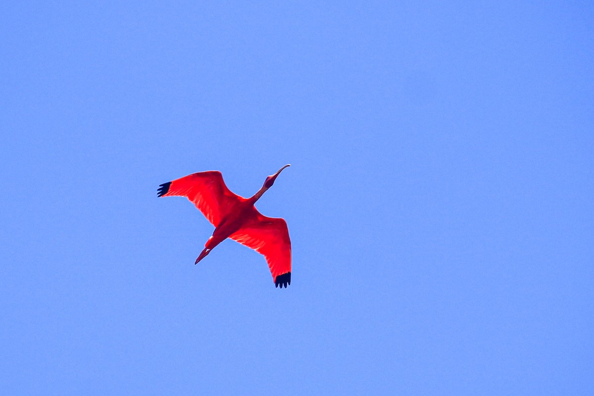 Scarlet Ibis - Francisco Russo