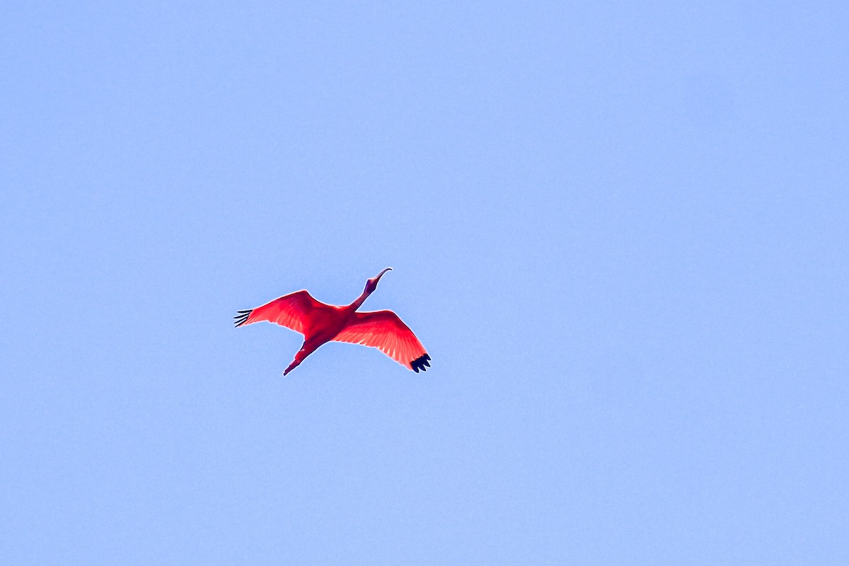 Scarlet Ibis - ML471121391