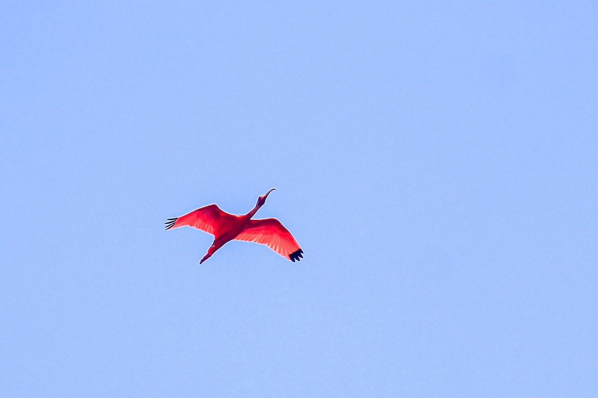 Ibis Escarlata - ML471121391