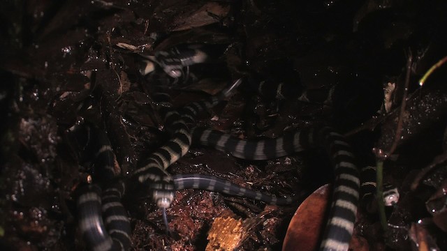 Cobra reale - ML471122