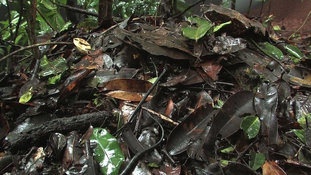 King Cobra - ML471123