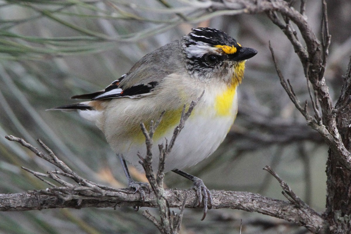 Striated Pardalote - ML471123481