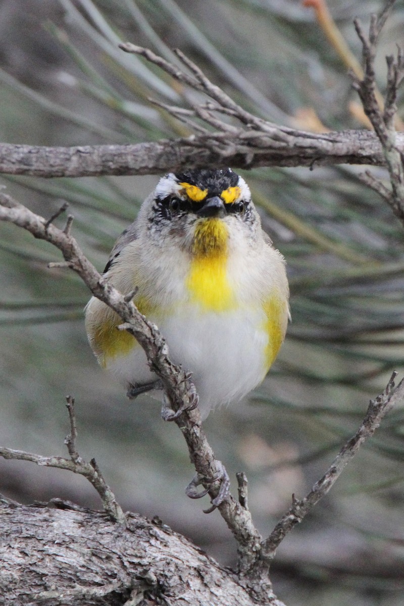 Striated Pardalote - ML471123491