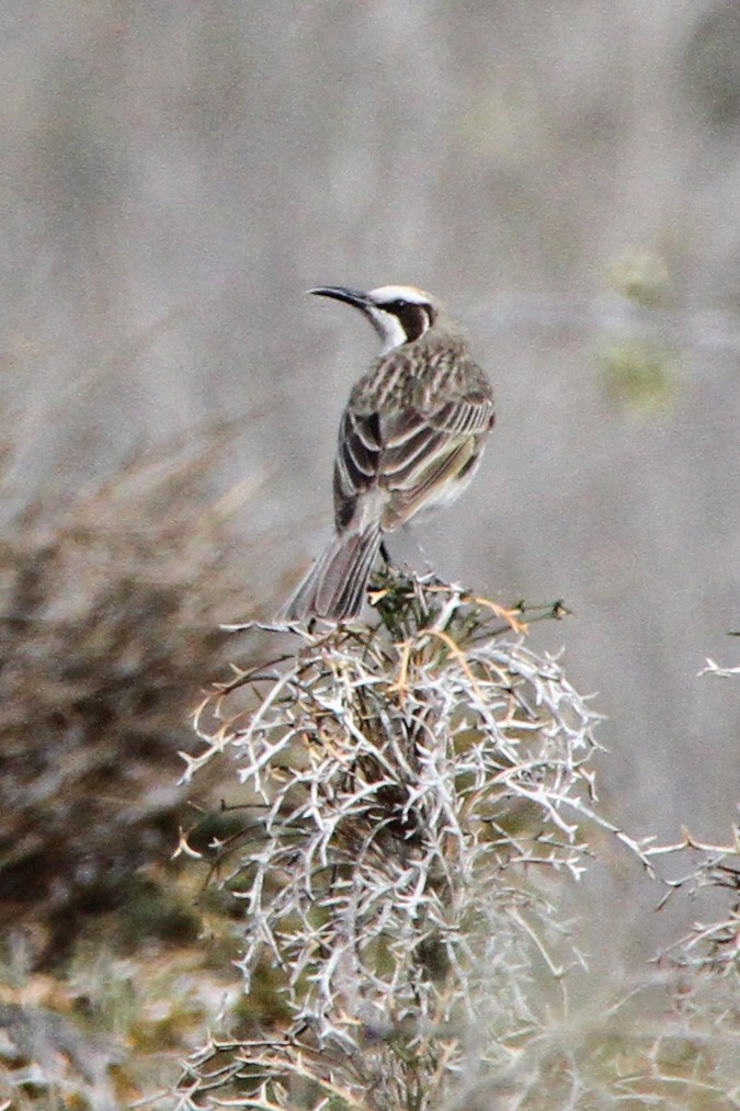 Tawny-crowned Honeyeater - ML471123501