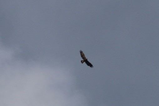 Golden Eagle - Anonymous