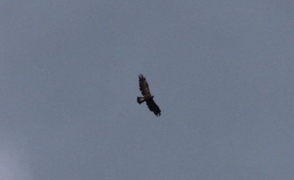 Golden Eagle - ML471123551