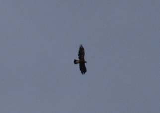 Golden Eagle - ML471123561