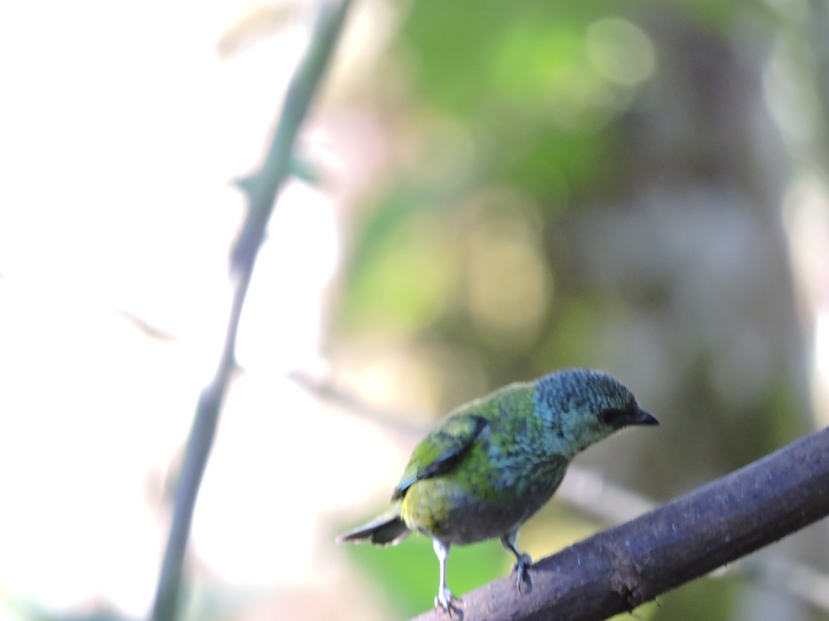Blue-capped Tanager - ML471123731
