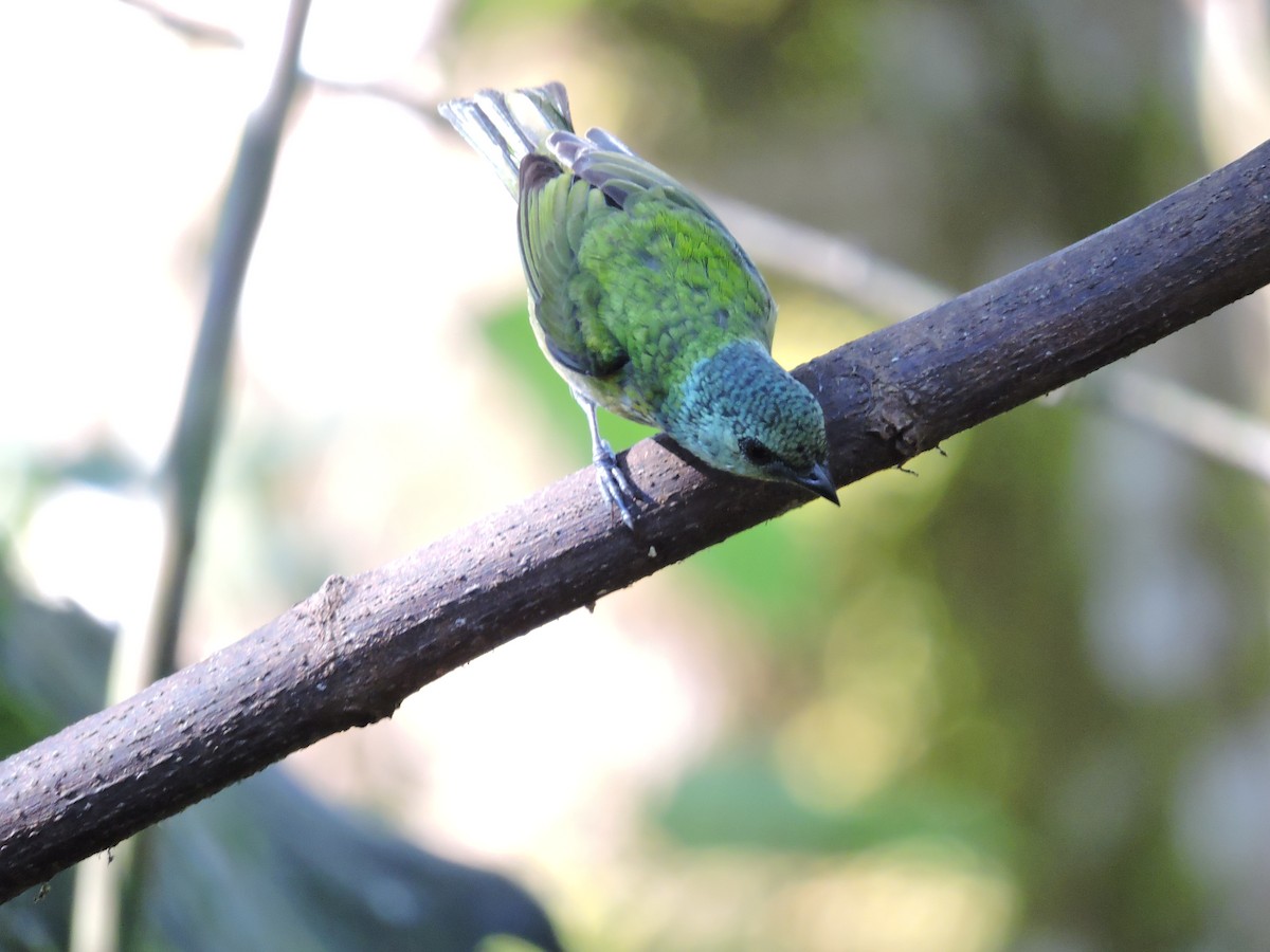 Blue-capped Tanager - ML471123741