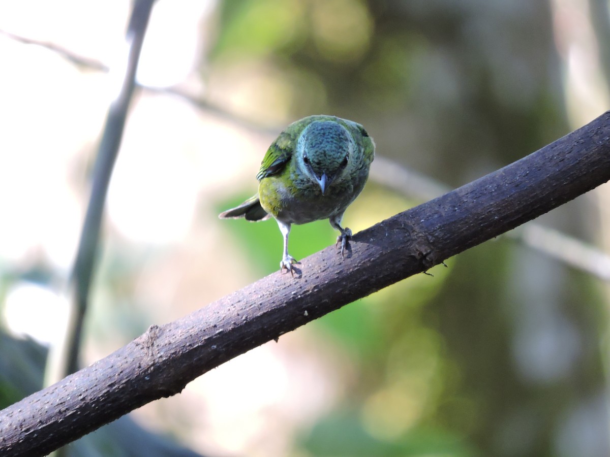 Blue-capped Tanager - ML471123751