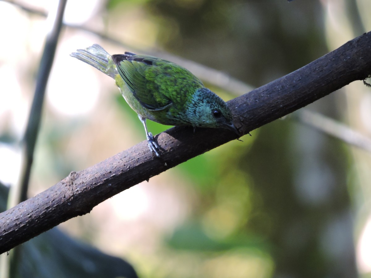 Blue-capped Tanager - ML471123761