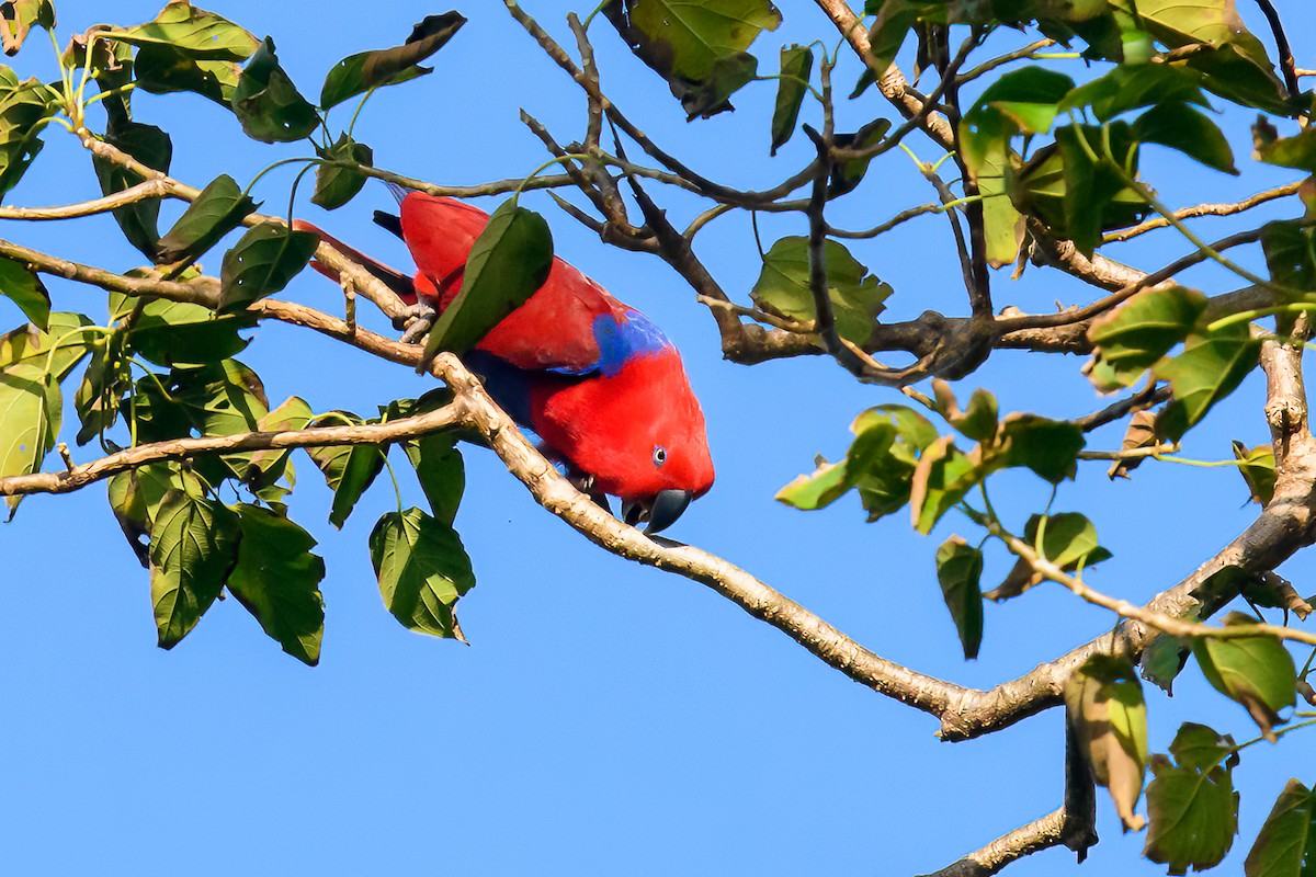 Papuan Eclectus - ML471123921