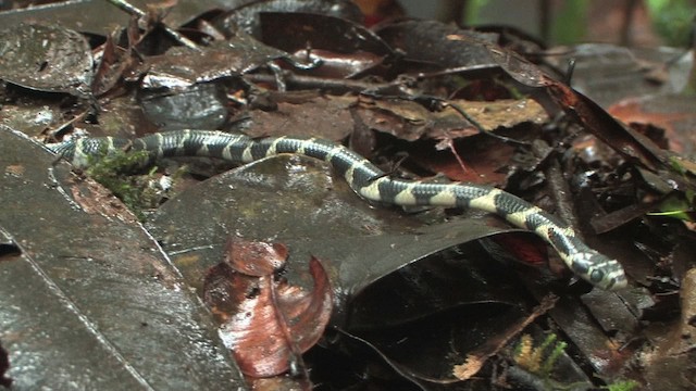 King Cobra - ML471124