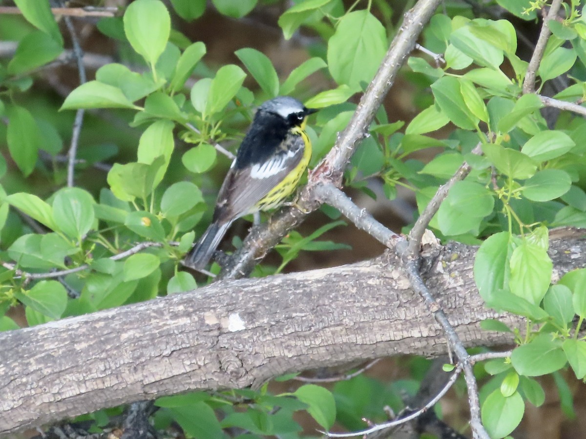 Magnolia Warbler - ML471124741