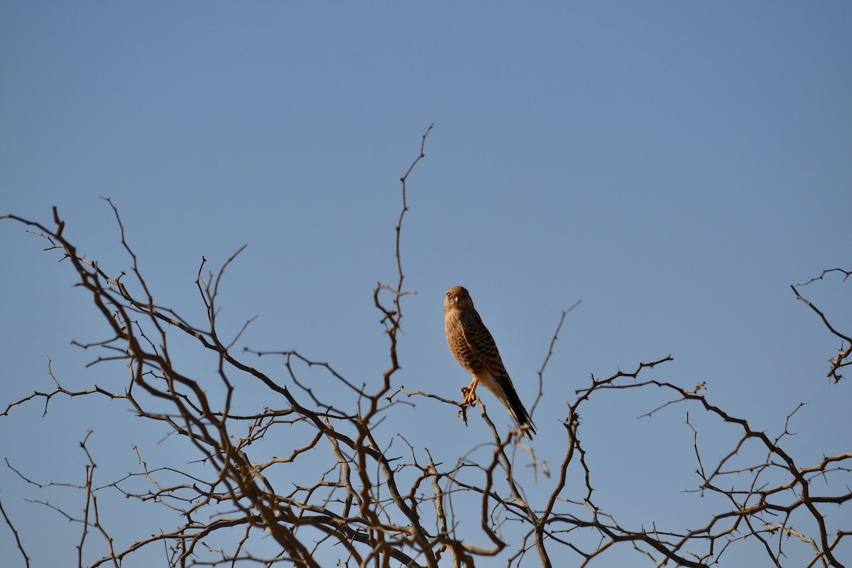 Greater Kestrel - ML471124841