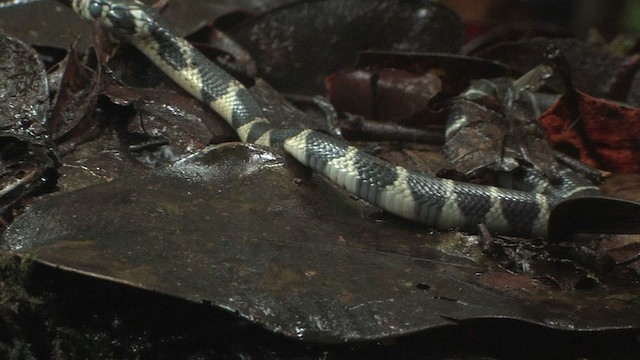 Cobra reale - ML471125