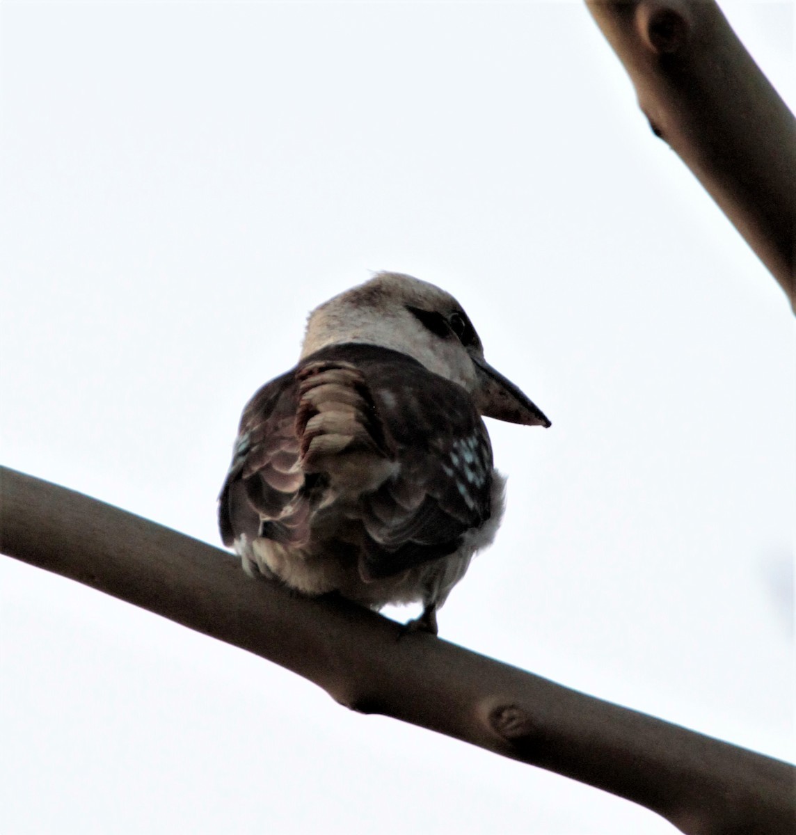 Laughing Kookaburra - ML471125041