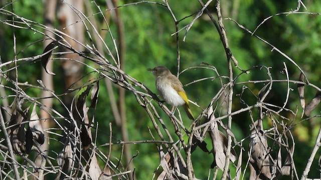 Rufous-banded Honeyeater - ML471125481