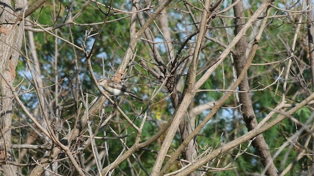 Oruguero Tricolor - ML471125891