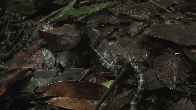 King Cobra - ML471126