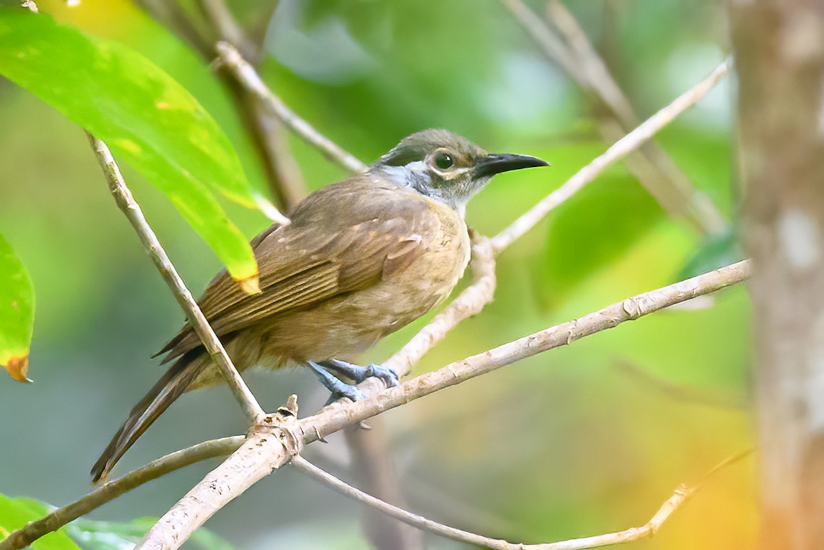 Tawny-breasted Honeyeater - ML471126111